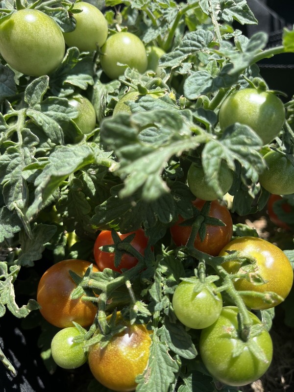 Heirloom Red Robin Tomato Seeds Micro-Dwarf Container, Hydroponic, 25 seeds gallery