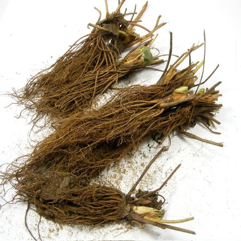 12 Strawberry Plants "Earliglow"-Excellent flavor(Pack of 12 Bare Root) Zone:4-8 gallery