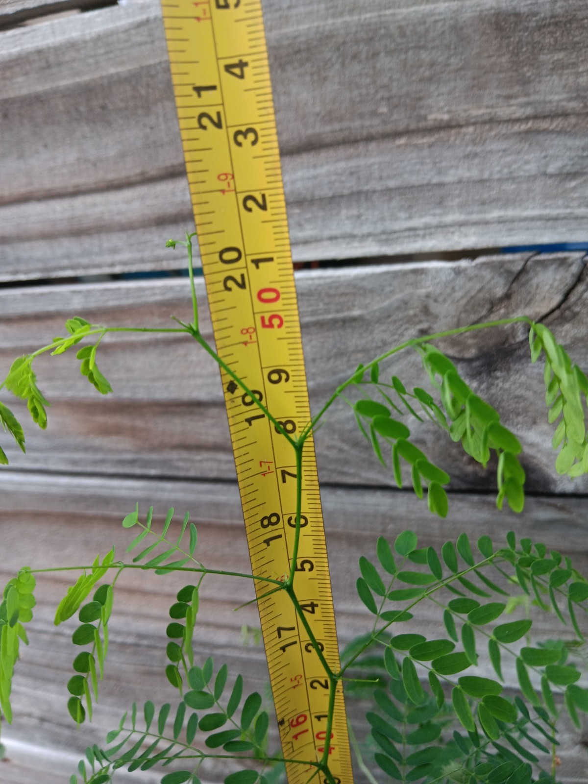 Brazilian Raintree - Chloroleucon tortum - Pre Bonsai Starter Stock gallery