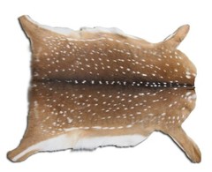 Axis Deer Skin Hide Average Size: 37″ X 30″ Top Grade Axis Deer Hide Top Grade