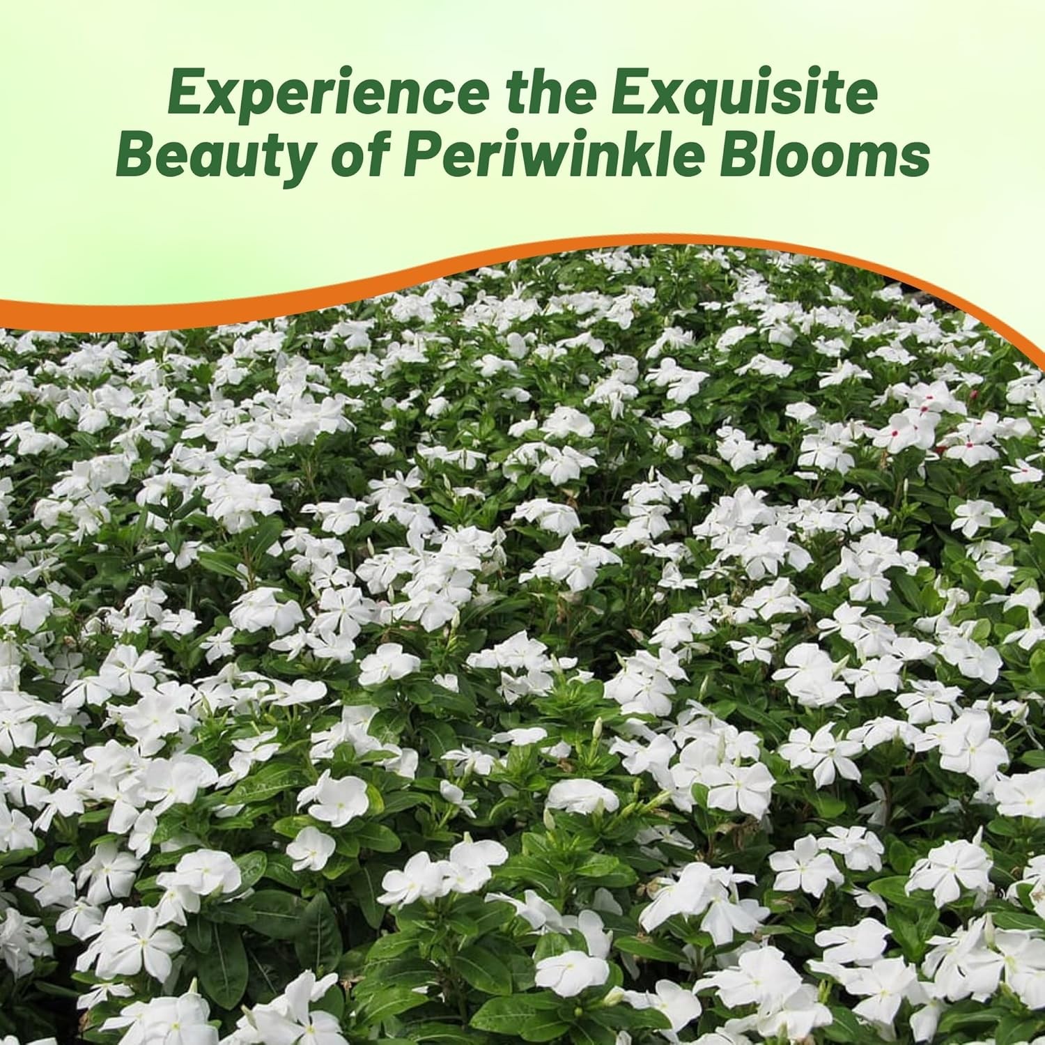 2000 Seeds Drought Tolerant Periwinkle Vinca Rosea White Ground Cover Plant Seed gallery