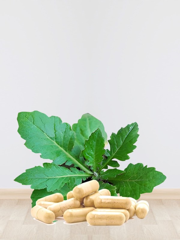 3x Daun Dewa Leaf Extract Capsules 60s Bottle Bundle 300g – herbal bundle gallery