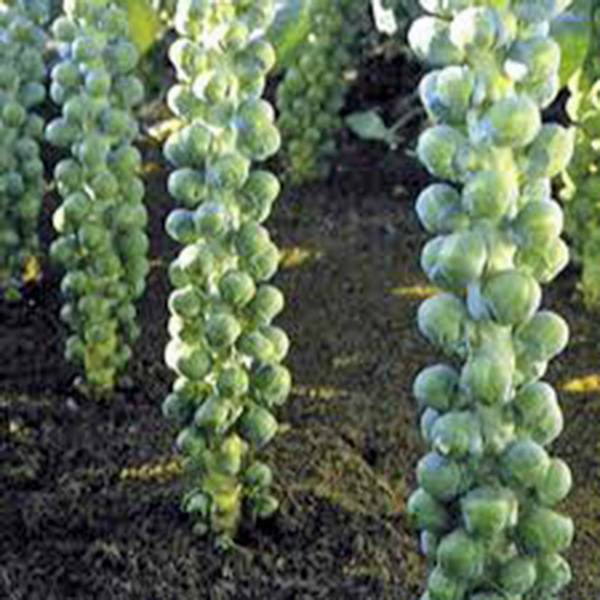 BRUSSEL SPROUTS SEED, LONG ISLAND, HEIRLOOM, NON GMO, 50+ SEEDS, GARDEN gallery