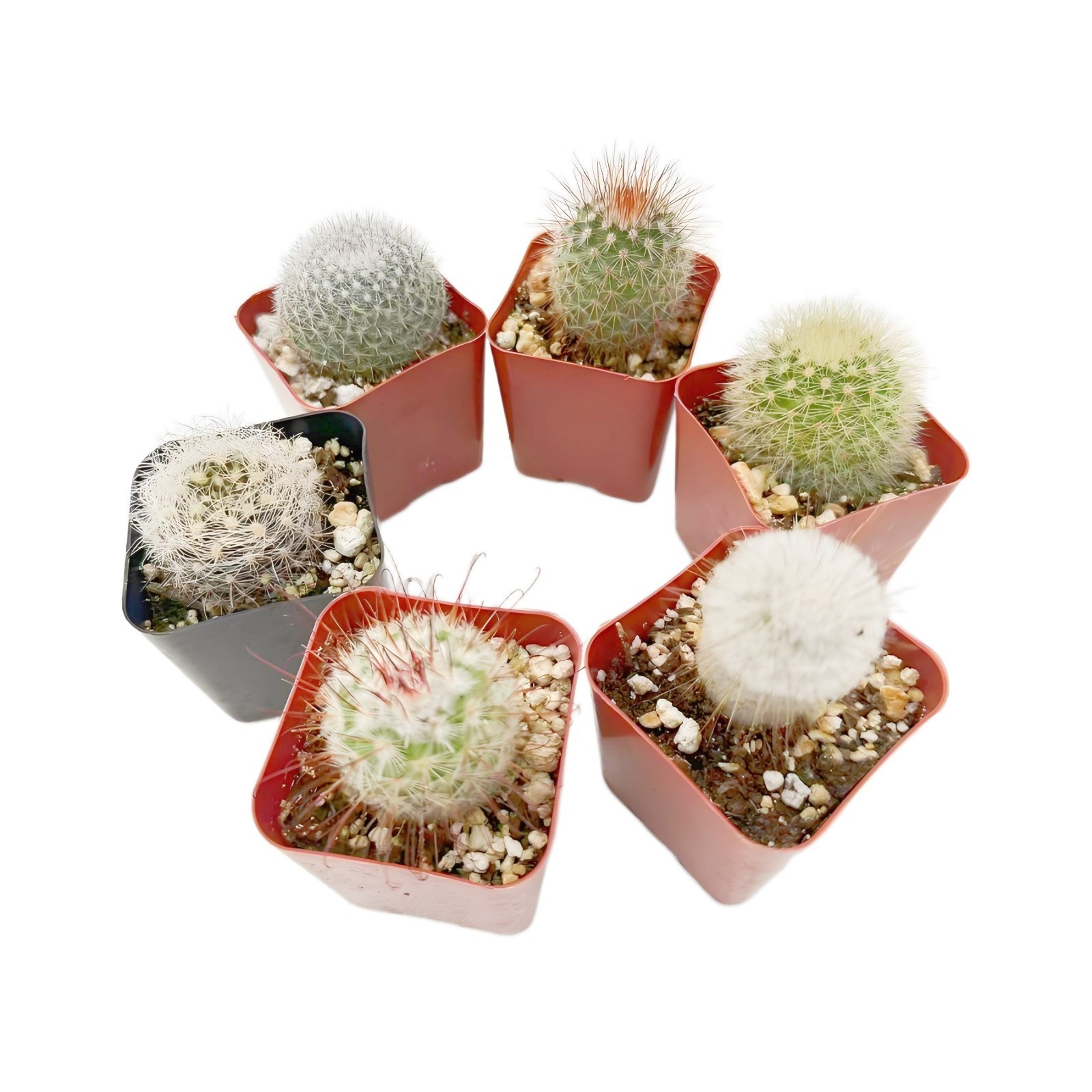 Live Cactus Real Succulent Cacti Indoor Outdoor Plants (Collection of 6) gallery