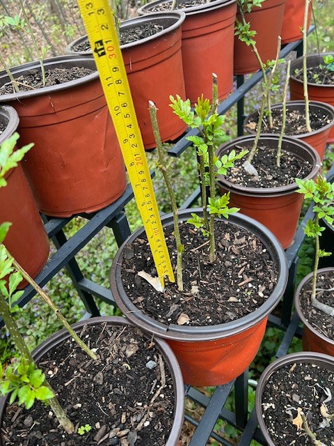 Live Sichuan Pepper Tree 1Yr Old, Zanthoxylum simulans, Lot of 2 花椒树苗 gallery