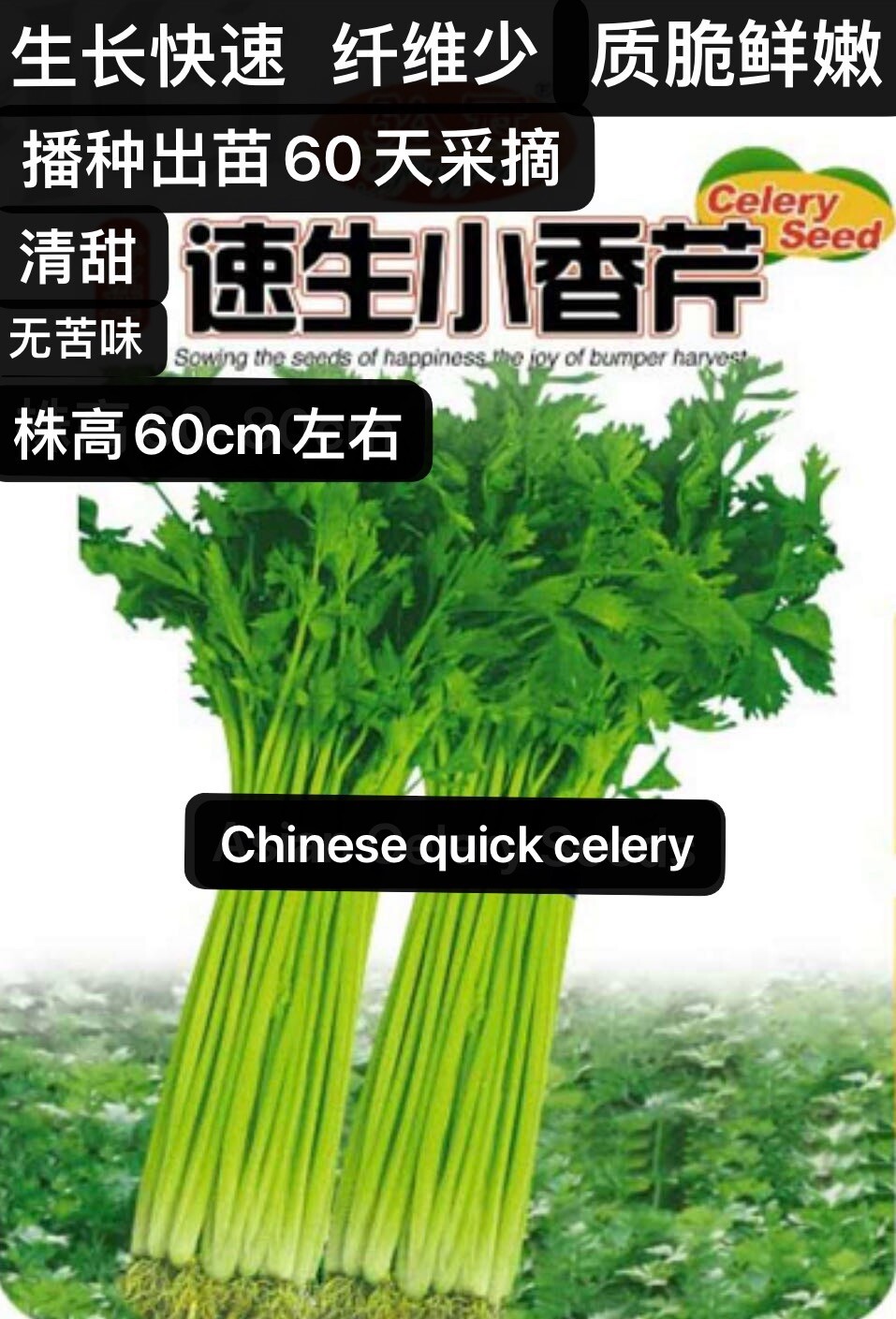 500Chinese quick celery seeds Kin-tsai Kunchoy Qincai Kinchay500粒速生小香芹（中芹中国芹菜）种子 gallery