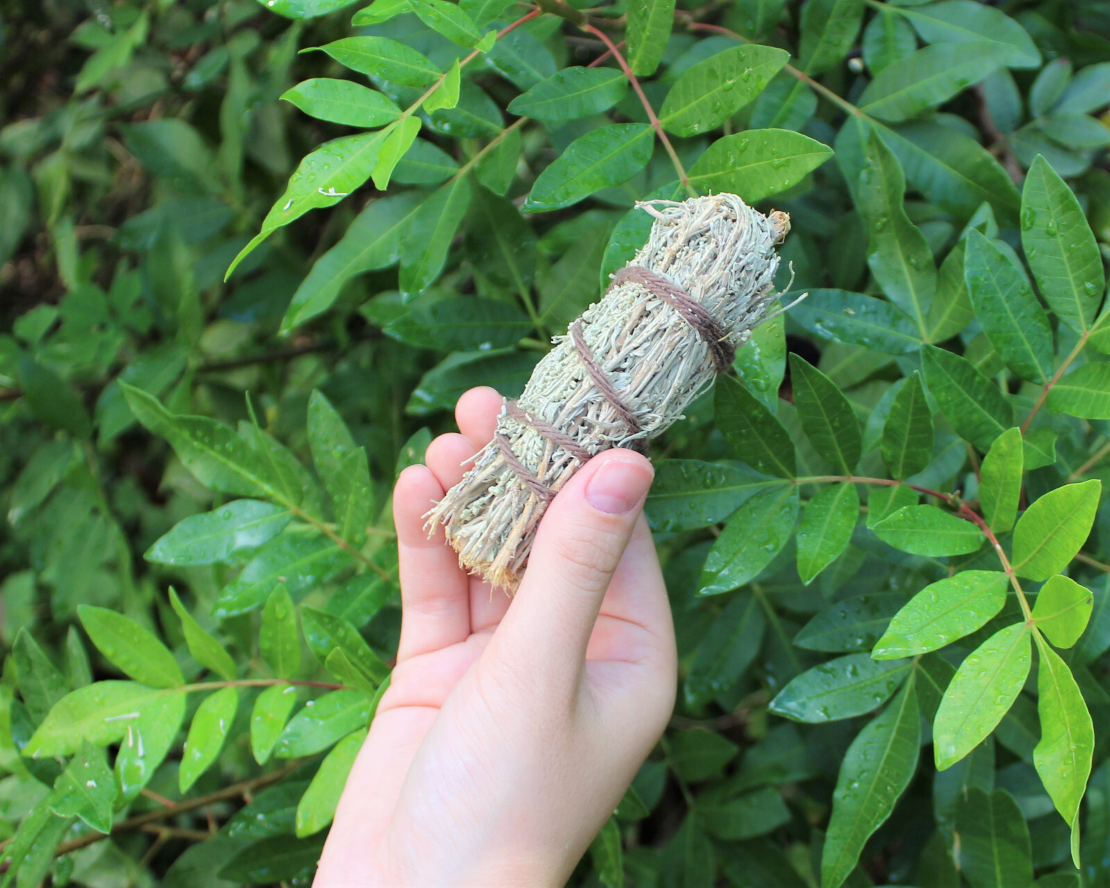 Desert Sage Smudge Sticks Bulk Wholesale 1,2,3,5,10,20, or 50 (House Cleansing) gallery