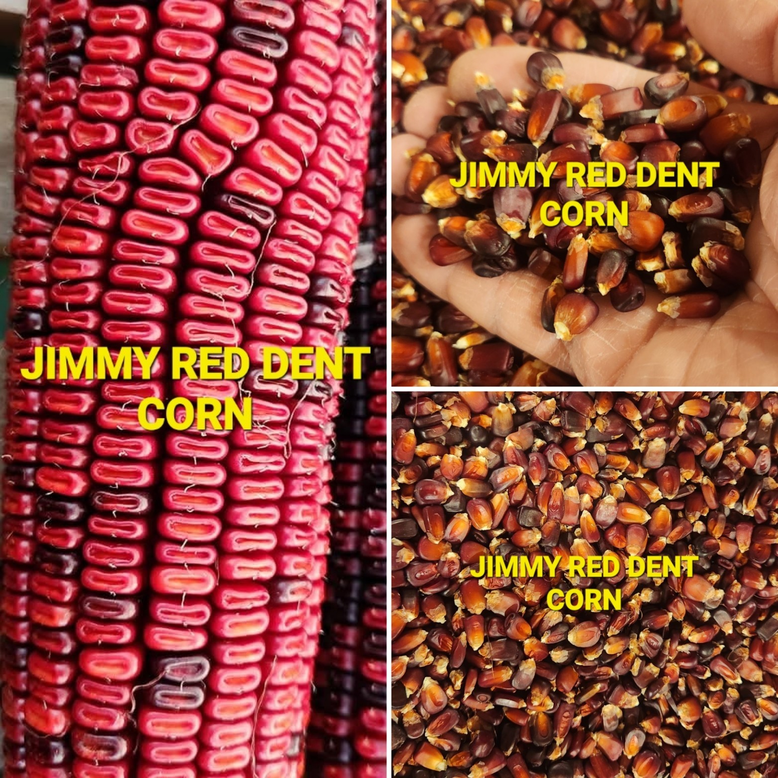 Jimmy Red Corn - Heirloom Dent Corn For Seed or Milling - 1/2 Pound gallery
