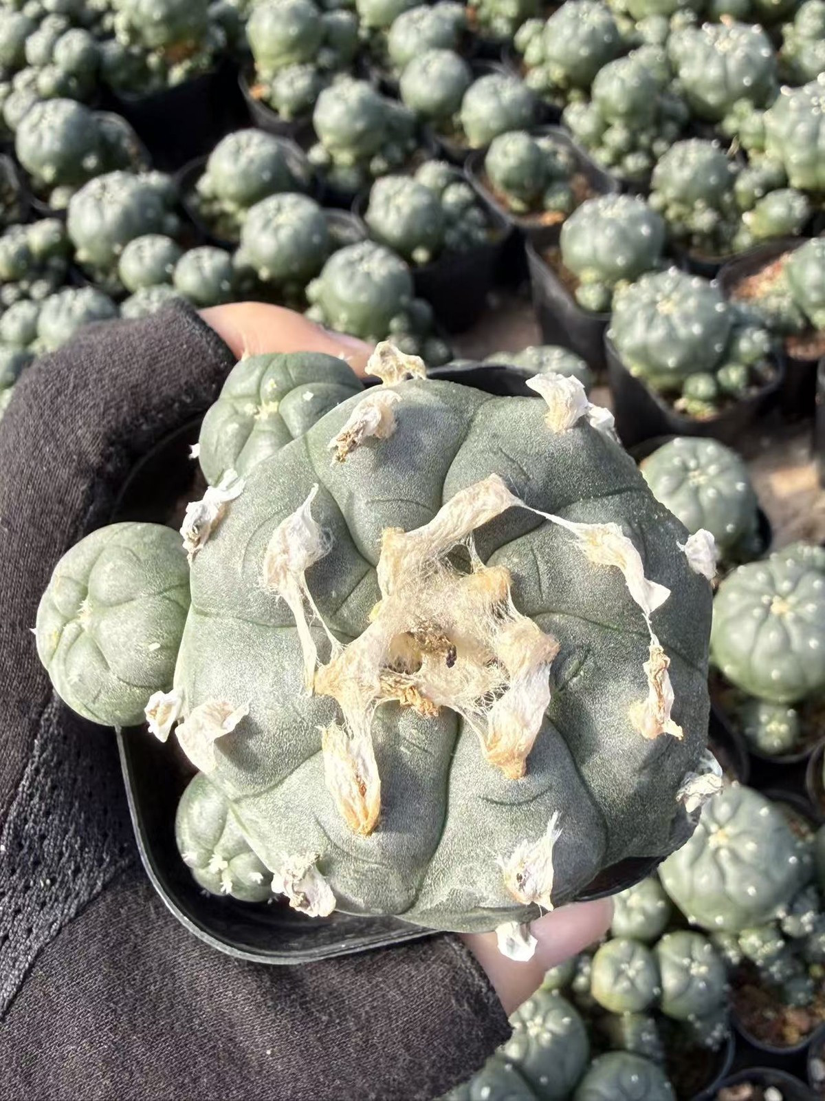 Succulent Plant cactus LW Multi Heads home Garden beautiful pot 5-7CM gallery