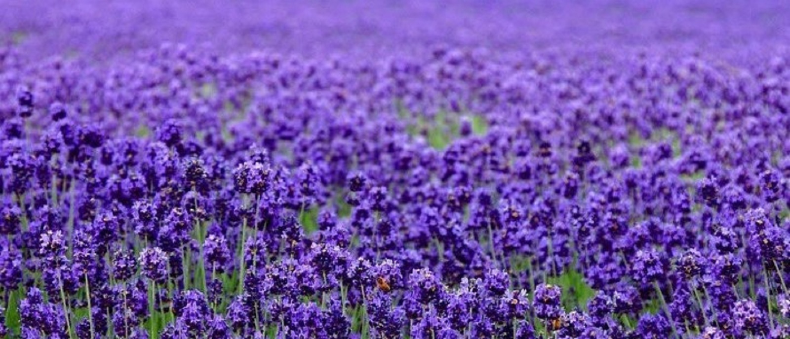 Beautiful Lavender Seeds 200+ SEEDS --BUY 4 ITEMS FREE SHIPPING gallery