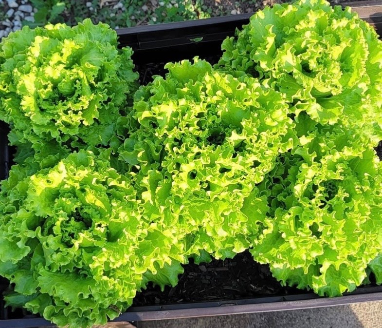 400 Organic Grand Rapids Leaf Lettuce Fresh Seeds, Slow-Bolting, Ohio 2026 🇺🇸 gallery