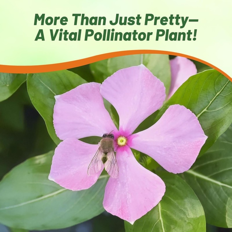 2000 Seeds Drought Tolerant Periwinkle Vinca Rosea Pink Ground Cover Plant Seed gallery
