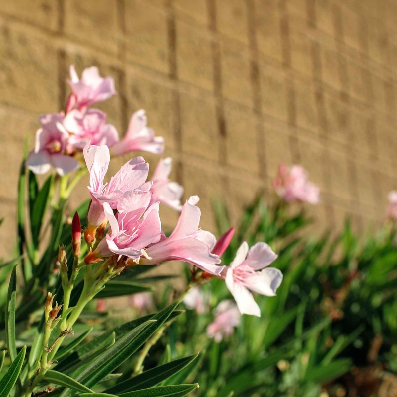 Petite Pink Dwarf Oleander (Nerium oleander ‘Petite Pink’) in 2.5" Nursery Cubes gallery
