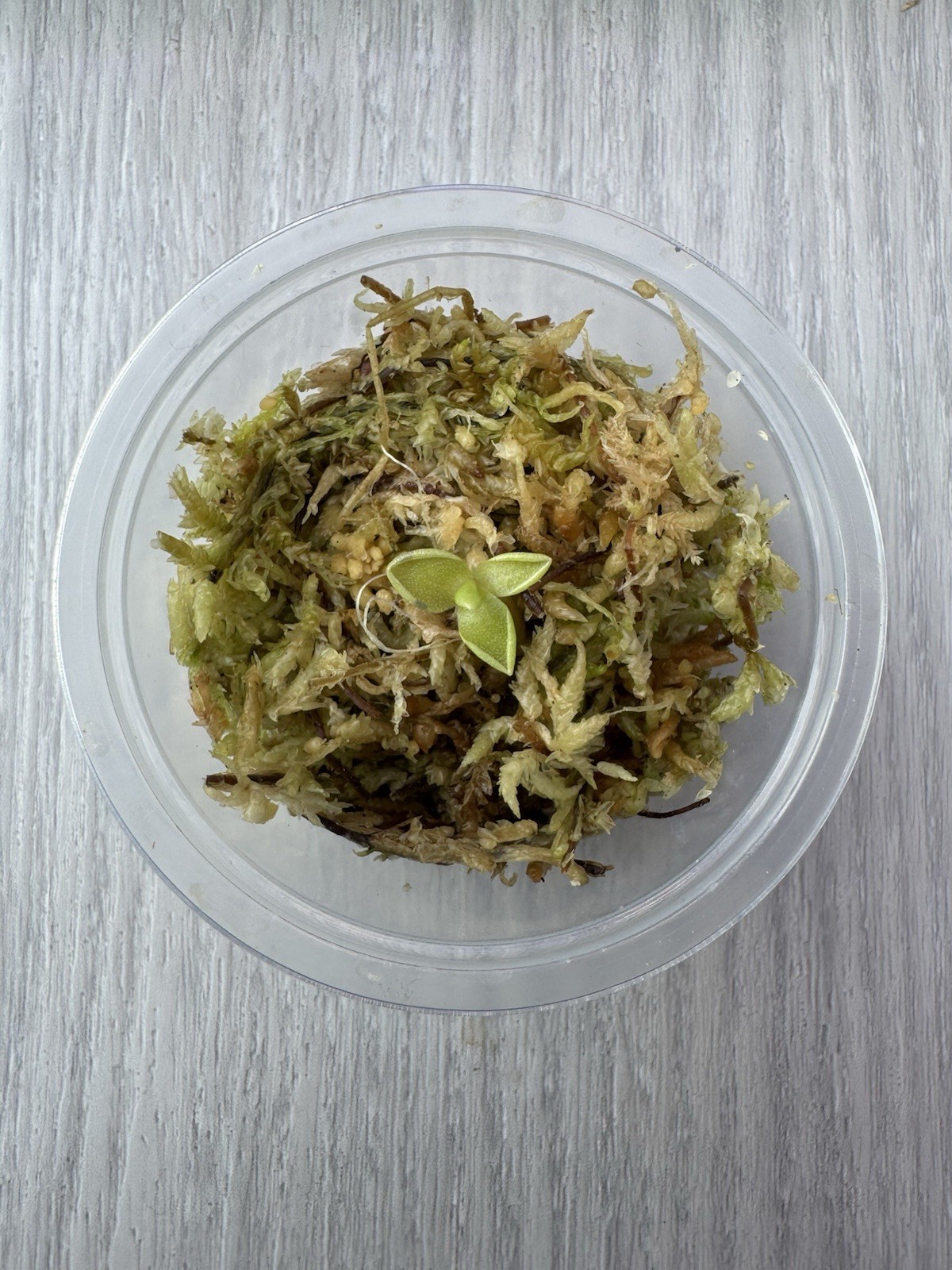 Butterwort - Pinguicula ‘Estrellita’ - Carnivorous Plant Start Propagation Kit gallery