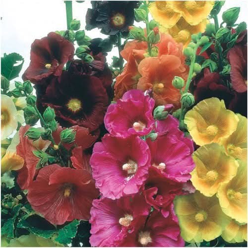 Single Hollyhock Mixture (Alcea rosea) gallery