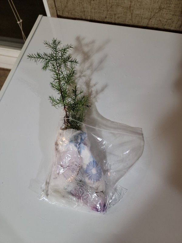 (25) Eastern Red Cedar Juniper seedling live trees 4-8 + inches gallery