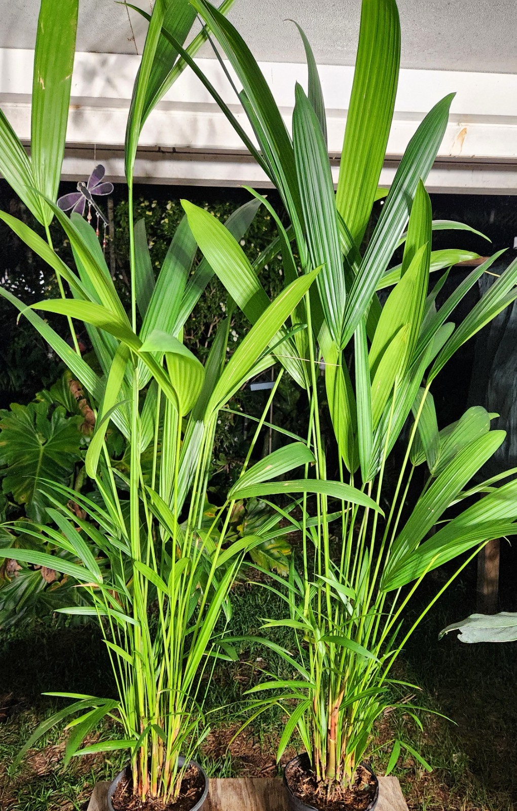 Cyrtostachys Renda Red Sealing Wax Lipstick PALM Plant 1 Gal 47" Tall NOT SEEDS gallery