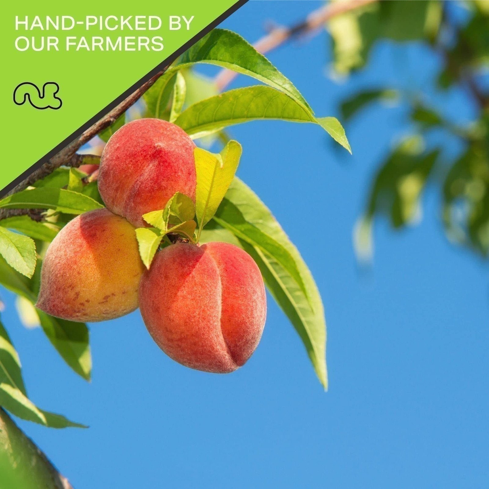 Sun Dried California Peaches | No Sugar Added, Fresh, Resealable Bag Snack gallery