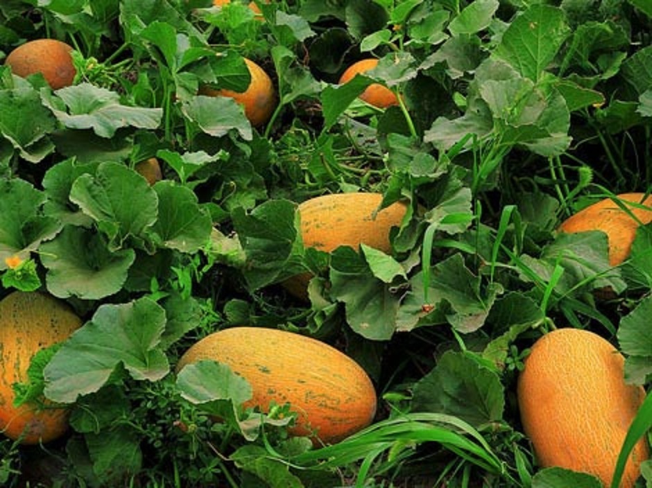 Chinese Hami Melon 哈密瓜 Large 4-7lb fruits Sweet & Crunch 20 Seeds gallery