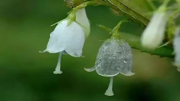 Skeleton Flower Seeds ~ Crystal ~ Gray’s Double-Leaf ~ Flowering ~ Rare gallery