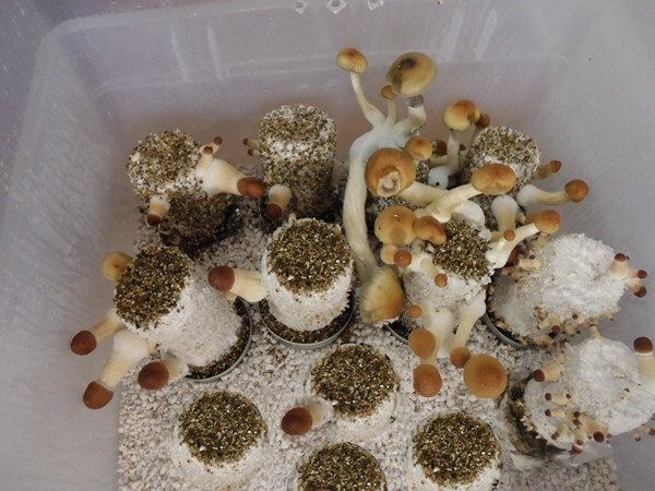 Mega Mushroom Growing & Incubator Kit | Fully Automated | 18 Sterilized Jars gallery