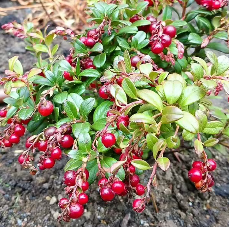 Lingonberry 'Red Candy' – Compact Edible Ground Cover – Fruiting Shrub gallery