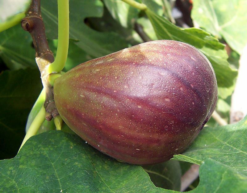 Fig Tree - 'Brown Turkey' - Fruiting Fig Tree - Ficus Carica gallery