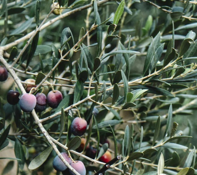 Arbequina Olive Tree 1-2ft Live Plant Fruiting Green Outdoor/Indoor Zones: 8-10 gallery