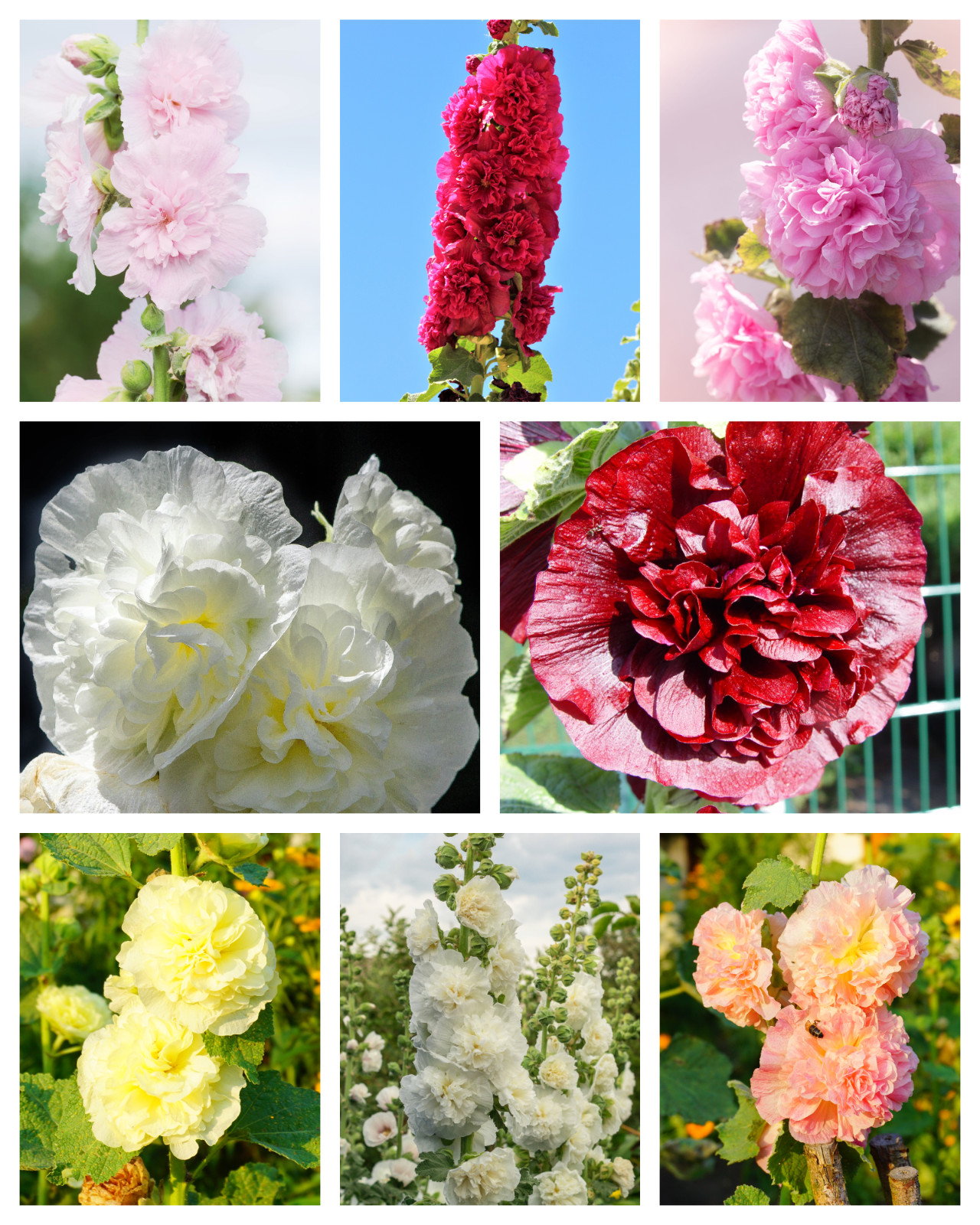 50 Dwarf Double HOLLYHOCK MAJORETTE MIX Alcea Rosea Red Pink White Flower Seeds gallery