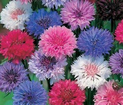 Bachelor Button Polka Dot Mix Seeds 250+ Flower Mixed Colors USA FREE SHIPPING gallery