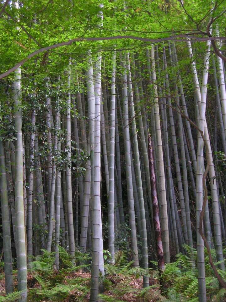 60+ MOSO Bamboo Seeds. Giant Phyllostachys edulis. USA Seller, Fast Shipping gallery