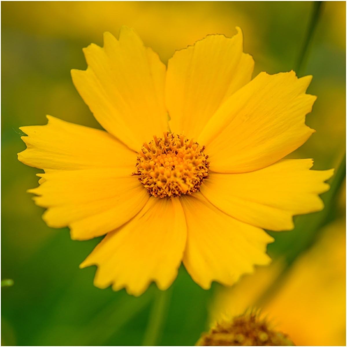 Deer Resistant Wildflower Seed Mix 2 Ounce 30,000+ Seeds 22 Species gallery