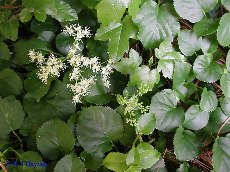 Climbing Hydrangea, Hydrangea anomala petiolaris, Vine Seeds, (Showy, Fragrant) gallery