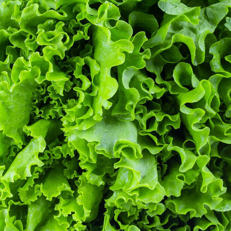 800+ WALDMAN'S GREEN LEAF LETTUCE SEEDS FRESH HARVEST FOR GARDENS gallery