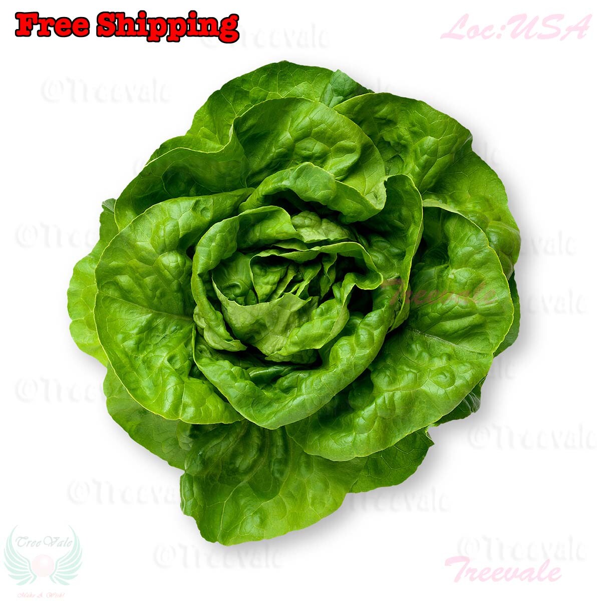Buttercrunch Butterhead Lettuce Seeds - Early Green | Butter head Lettuce Seeds gallery