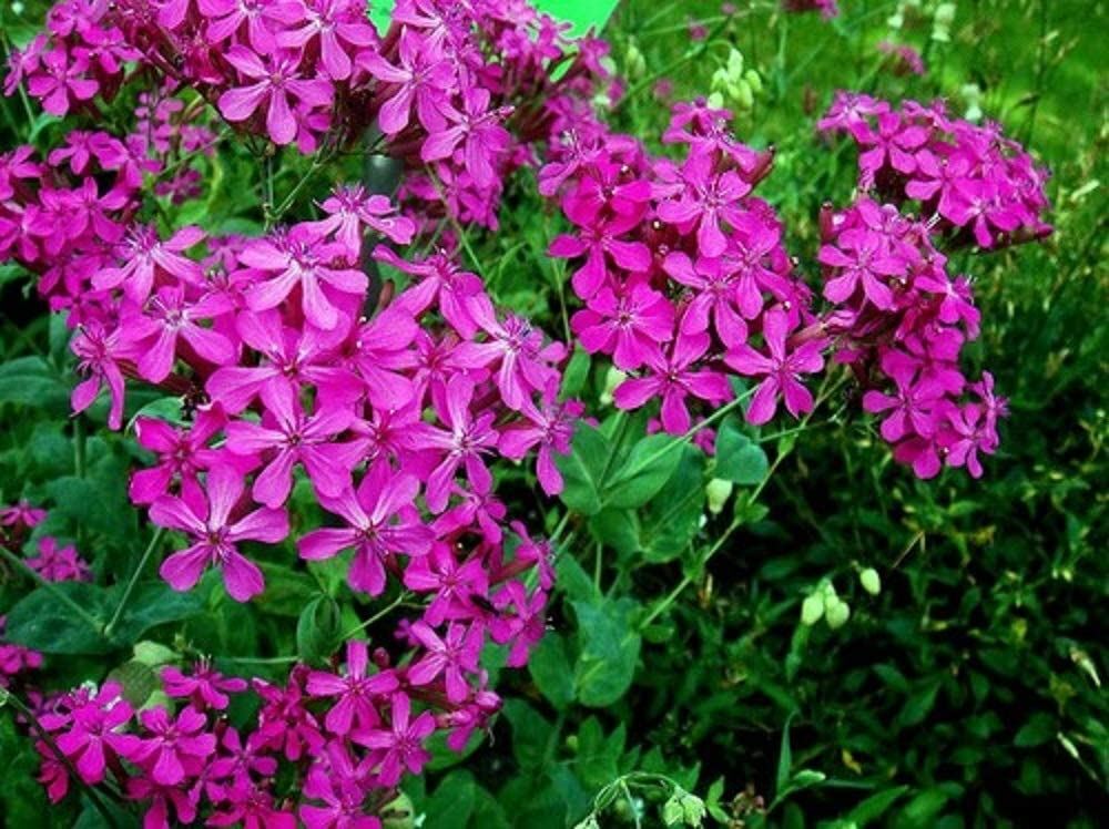 Catchfly Flower Seeds, "COOL BEANS N SPROUTS" Brand. Home Gardening. gallery