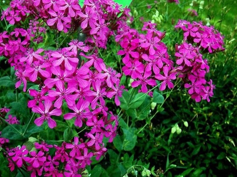 Catchfly Flower Seeds, "COOL BEANS N SPROUTS" Brand. Home Gardening. gallery
