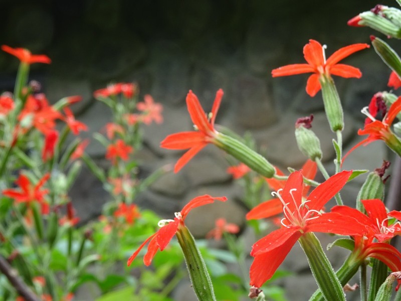 Royal catchfly Silene regia Native Perennial 20 seeds from 2024 for Hummingbirds gallery