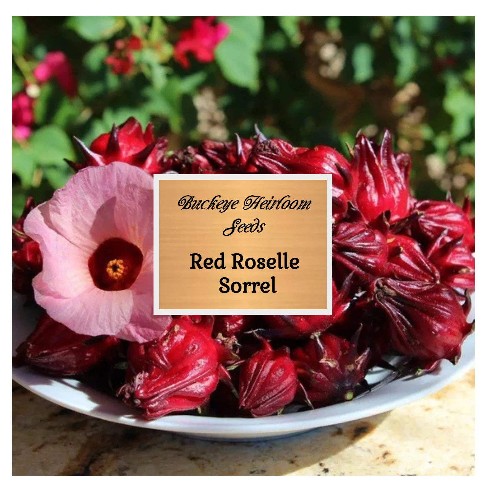 Red Roselle Sorrel | Asian Sour Leaf | 20 Seeds | Hibiscus sabdariffa gallery