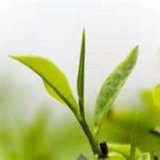 Pinhead Gun Powder Extra Fine Grade 8oz Green leaf tea gallery