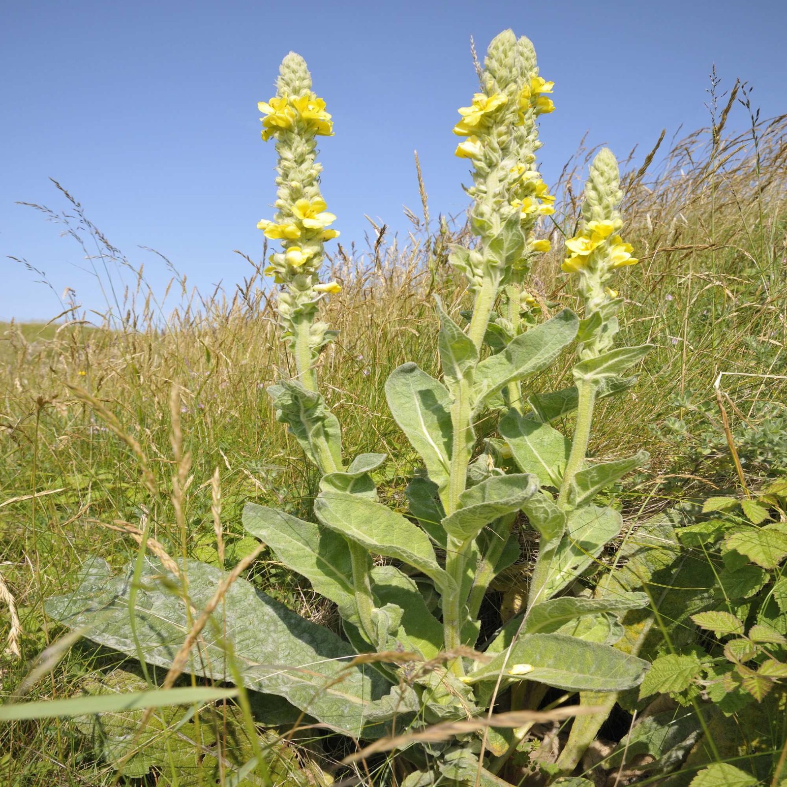 Mullein Seeds, Verbascum Thapsus, Common Mullein, 4,000+ seeds. gallery