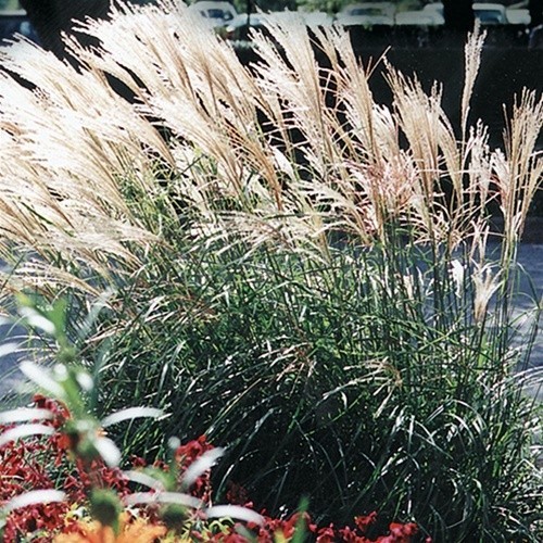 ( 1 ) - Fire Dragon Maiden Grass ( miscanthus ) - Starter Plants ( 4m ) gallery