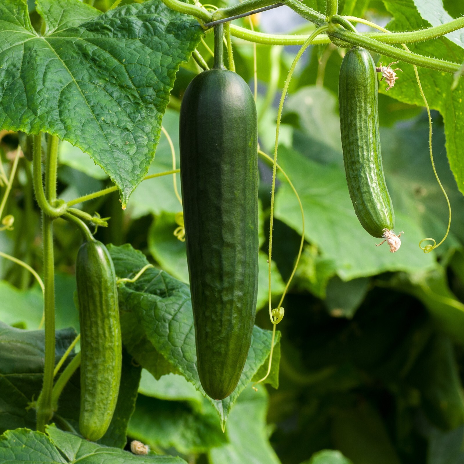Cucumber Seeds, Marketer, Non-GMO, Disease Resistant, Free Shipping gallery