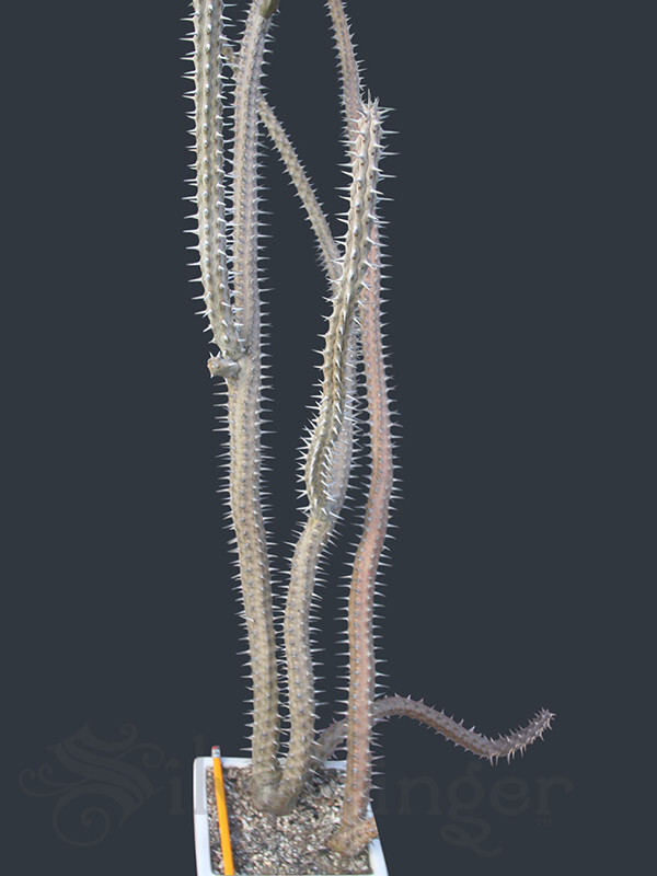 • Alluaudia Procera — Madagascar Ocotillo — NOT SEEDS! : HEALTHY LIVE PLANTS gallery