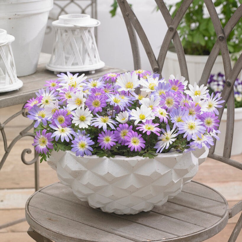 Anemone Blanda Flutter Mix 60 Plant Bulbs, Spring Flowers Bloom in Sun gallery