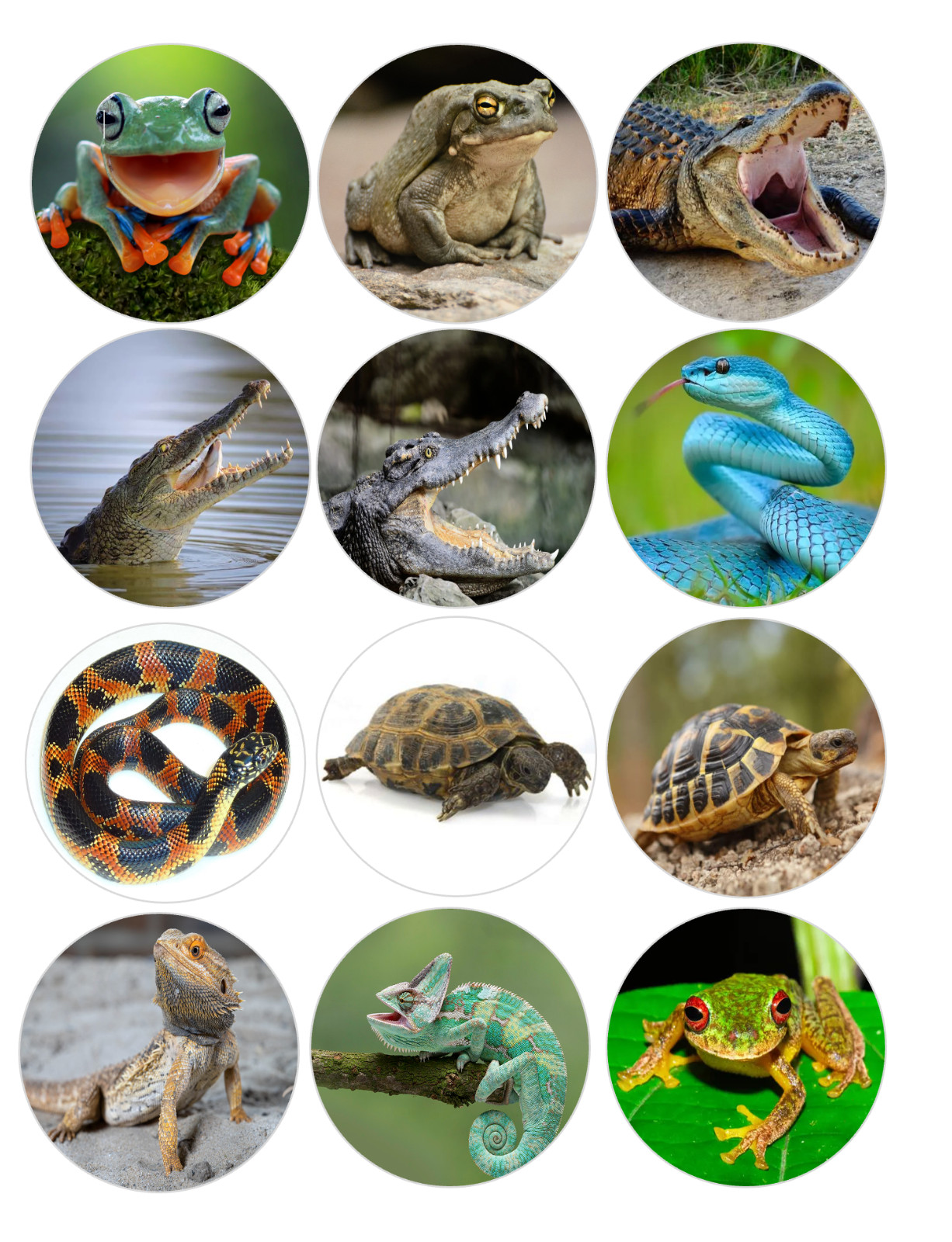 12 Reptiles, frogs, Edible Image rounds, dessert images, Wafer paper, pre cut gallery