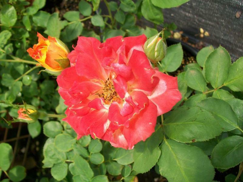 Pinata Yellow Orange Rose 2 Gal. Live Bush Plants Shrub Plant Fine Roses gallery