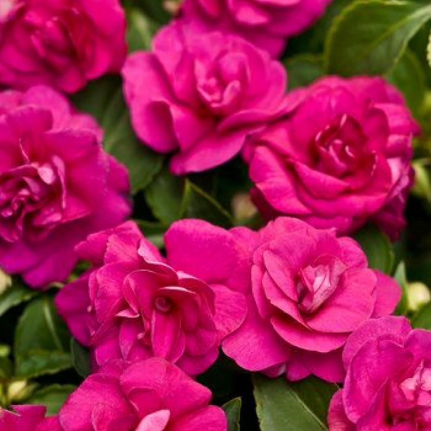 350+ Double Impatiens Seeds for Planting Perennial Annual Mixed Camellia gallery
