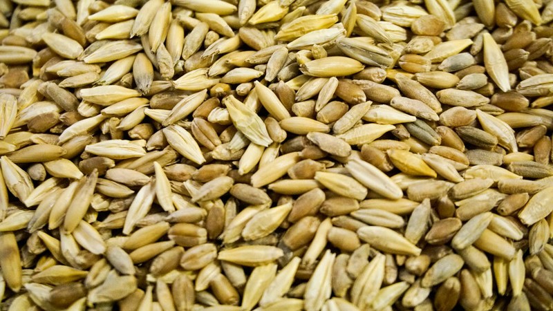 Thunder Acres Cat Grass Blend - Wheat, Barley, Oats, and Rye Seed Mix - Non-GMO gallery