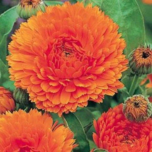 2000 Seeds Drought Tolerant Calendula Orange King Garden Flower Plant Seed gallery